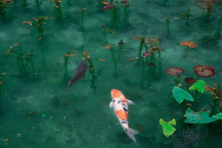 Koi Pond Design: A Practical Guide