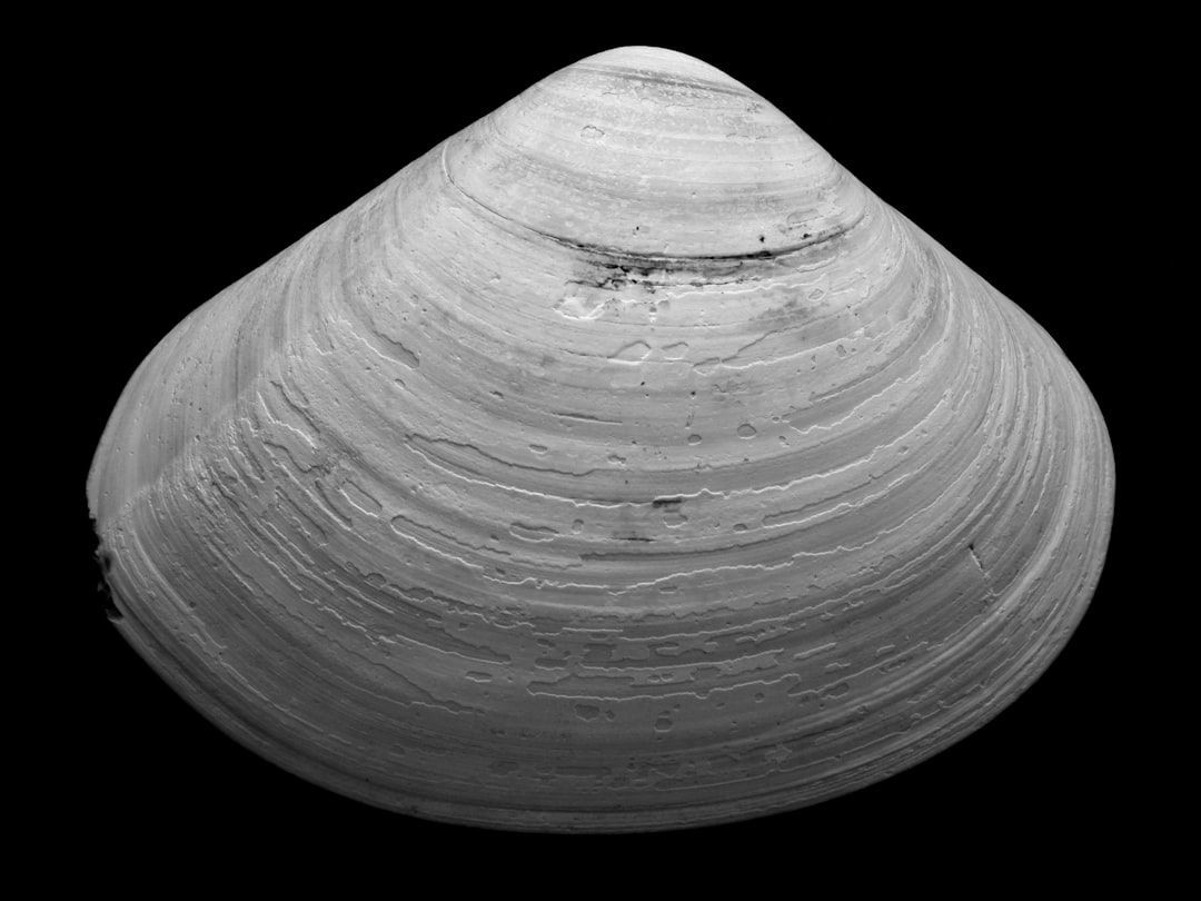 Shell Structures Explained: Domes, Vaults and Hypars