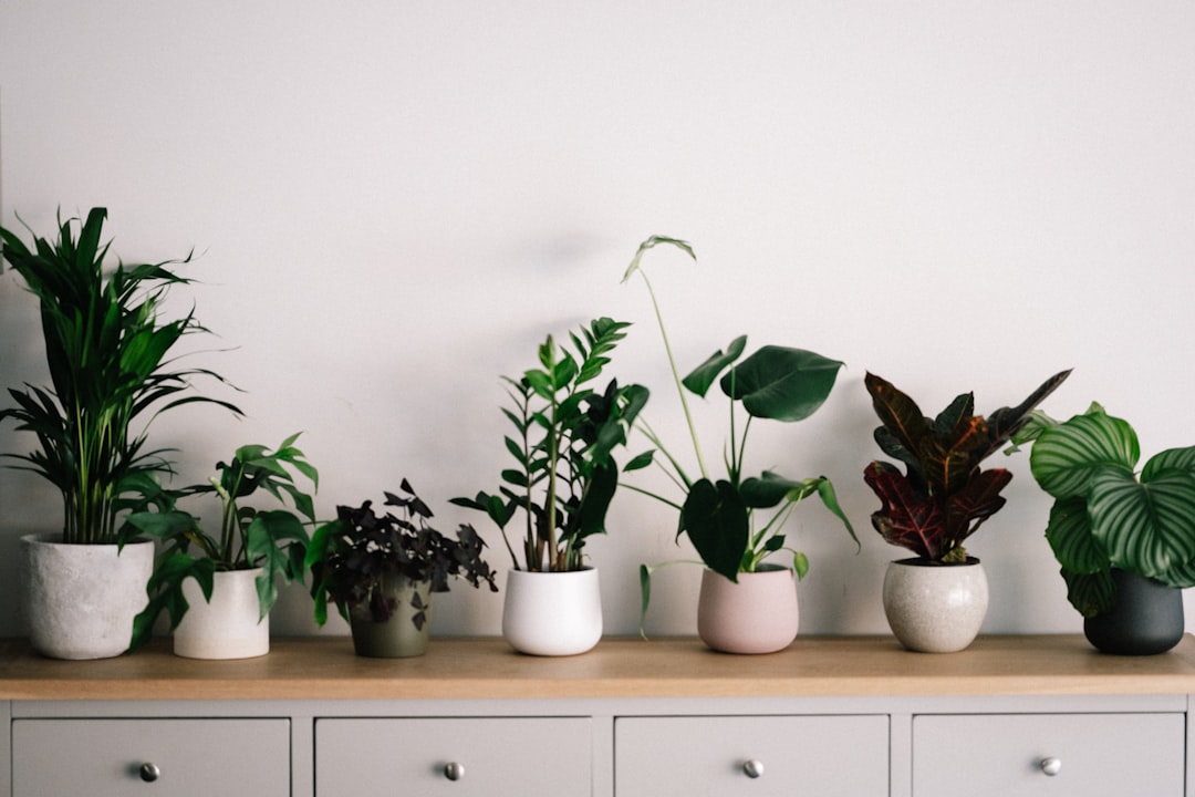 Styling Your Home with Indoor Plants: A Guide