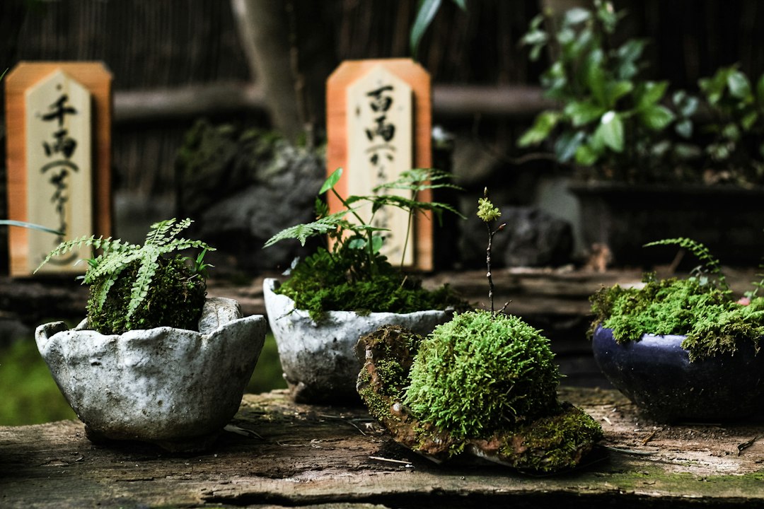 Moss Garden Design: Japanese Principles and Practice