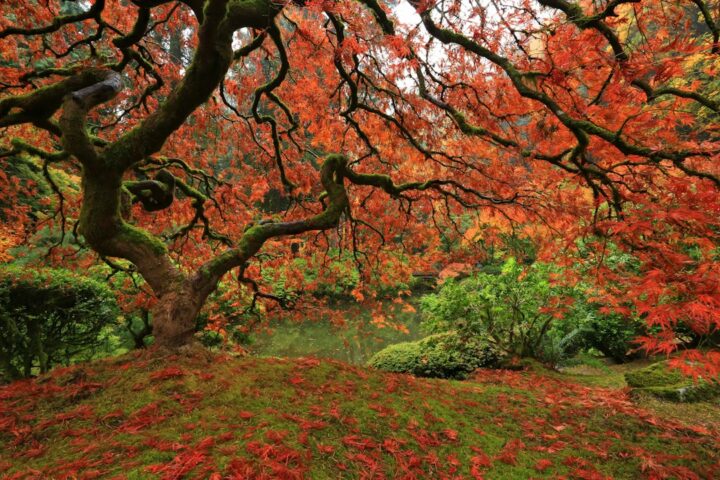 Japanese Maple in Garden Design: Form, Placement and Care