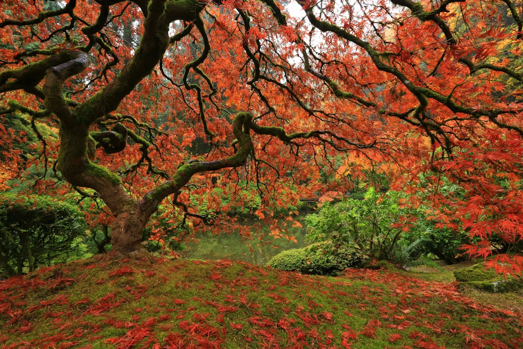 Japanese Maple in Garden Design: Form, Placement and Care